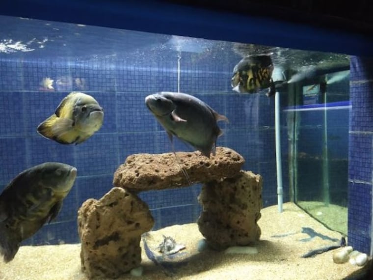 Matsyadarshini Aquarium_2